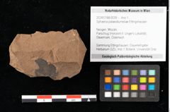 Foto (Objekt + Etikett) von Sphaeria palaeobumeliae Ettingshausen (NHMW-GEO-2024-0188-0039)